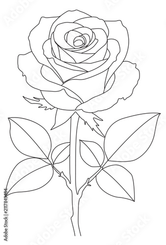 Blooming Rose Flower with Leaves Minimalist Botanical Line Art Illustration