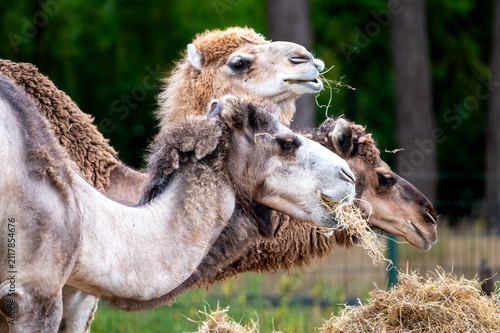 Принти на полотні A group of Bactrian camels (Camelus bactrianus) stands together with shaggy shedding coats at a safari park in the Netherlands the two humped desert animals in summer light