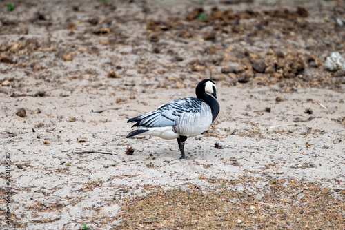 Konstfotografi A barnacle goose (Branta leucopsis) forages alone on the open ground at a safari park in the Netherlands the small black and white goose in the summer light
