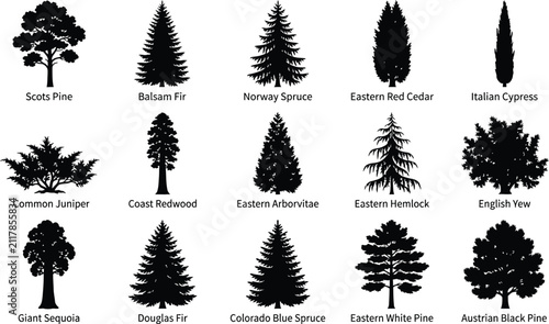 Quadro su tela Set of fifteen black silhouettes of coniferous and deciduous trees with labels i