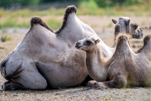 Fotografie Bactrian camels (Camelus bactrianus) rest together with drooping humps on the ground at a safari park in the Netherlands a calm herd scene on a warm summer day