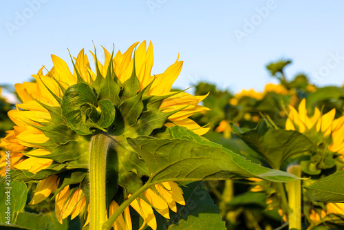 Quadro su tela A sunflower grows in a spacious field under a bright blue sky