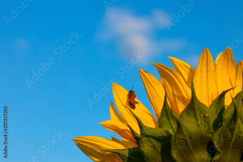 A small bee rests on a bright yellow sunflower petal against a clear blue sky. Soft sunlight highlights the details of the insect and the rich colors of the plant.