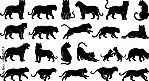 Fotografie Wild tiger silhouettes vector set featuring big cat predator poses running jumpi