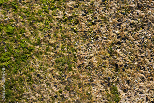 Foto Weathered concrete texture with marine algae and barnacles