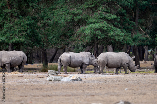 Two white rhinoceros (Ceratotherium simum) stand among trees at a safari park in the Netherlands the huge grey grazers with their broad square lips in the summer shade.