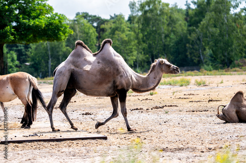 A Bactrian camel (Camelus bactrianus) walks across the sandy ground of its enclosure at a safari park in the Netherlands the two humped desert species moving in soft summer light.