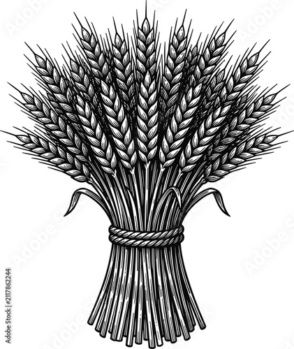 Wheat sheaf bundle in detailed vintage engraving style for bakery product emblem organic agriculture harvest vector illustration