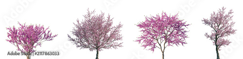 Bild auf Leinwand Set of Cercis chinensis and Prunus dulcis blossoming frontal street trees isolat