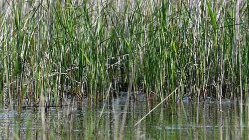 Greylag geese swimming among reeds trying to hide