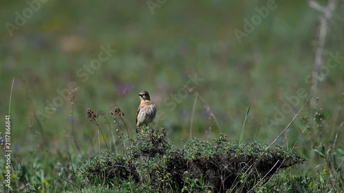 Isabelline wheatear standing among green grass and flowers