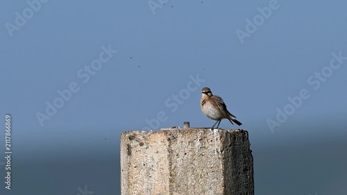 Isabeline wheatear singing on a stone
