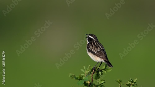 Whinchat singing on a branch against a blurred green background