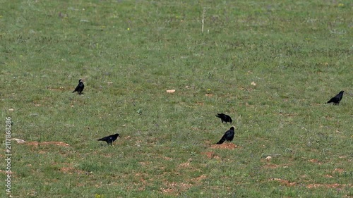 Rooks foraging in green grass