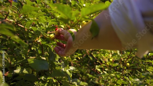 Hand picking ripe red cherries fruit from tree