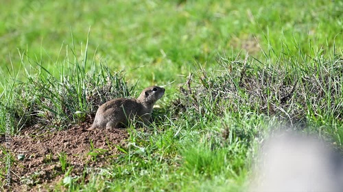Anatolian ground squirrel sitting calmly on green grass