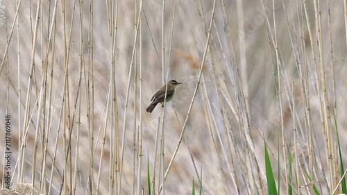 Sedge warbler perched on a reed