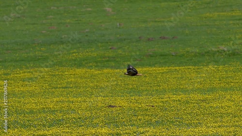 Long-legged buzzard flying over green meadows and yellow flowers