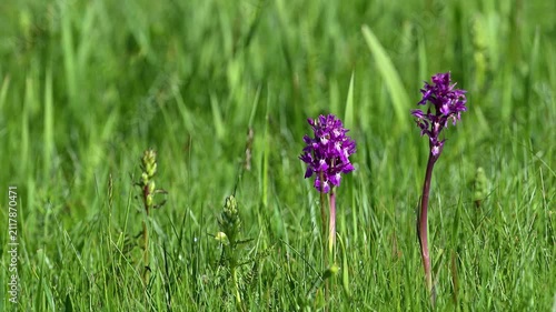 Purple orchids growing among green grass