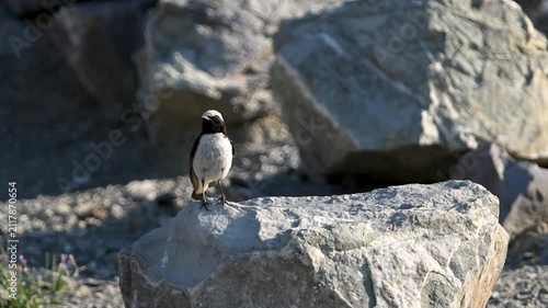 Northern wheatear perched on a rock
