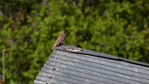 Rock sparrow singing perched on a roof