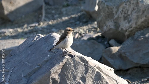 Northern wheatear perched on a rock