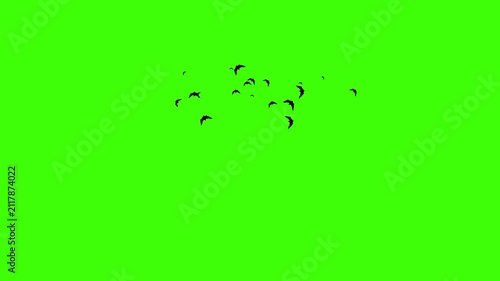 Flying Bat on Green Screen Chroma Key Halloween Animation 4K
