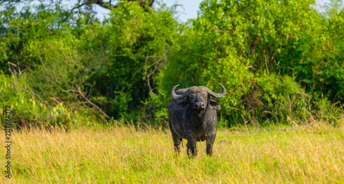 Canvas Print African buffalo bull in Western Serengeti