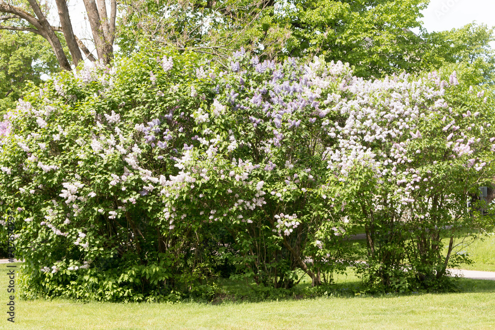 Obraz premium A vibrant cluster of purple lilac (Syringa vulgaris) blossoms in full bloom, standing out beautifully against a soft, lush backdrop of green garden vegetation in the summer.