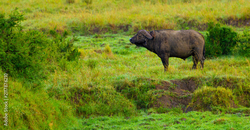 Canvas Print African buffalo bull in Masai Mara Game Reserve, Kenya, Africa.