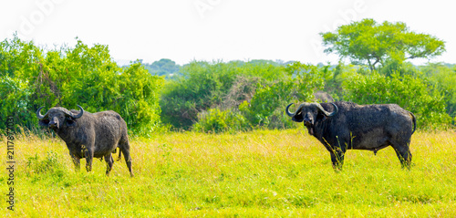 Bild auf Leinwand African buffalo bulls in Western Serengeti