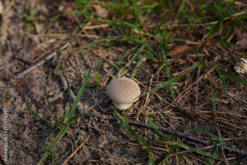 Fotografie Small puffball mushroom with rough beige surface emerging from dry soil among gr