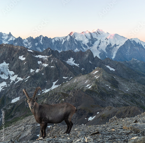 Foto Bouquetin sur sommet montagneux devant le Mont Blanc