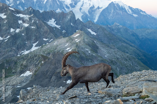 Foto Bouquetin sur sommet montagneux devant le Mont Blanc