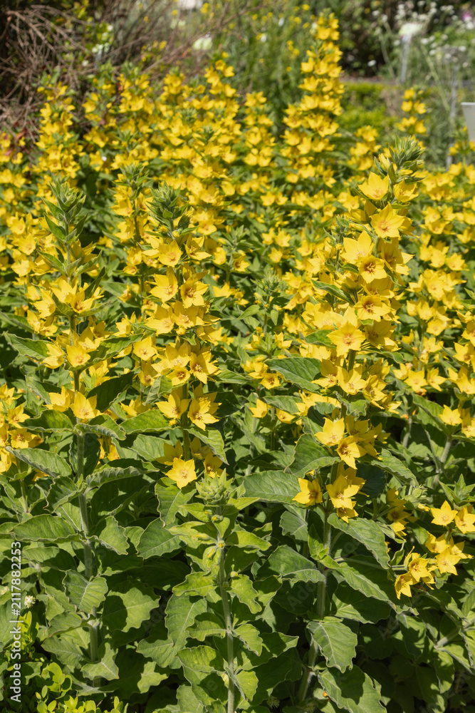 Obraz premium Lysimachia punctata