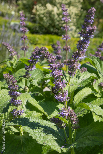 Salvia napifolia fleuri avec des fleurs bleu-violet clair