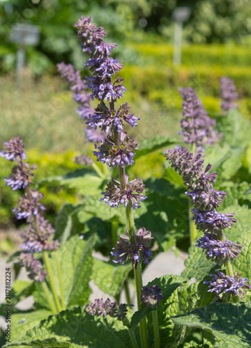 Obraz na płótnie Salvia napifolia fleuri avec des fleurs bleu-violet clair
