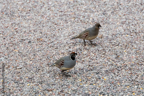 Gambel's Quail eating seeds 