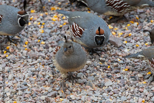 Gambel's Quail eating seeds 