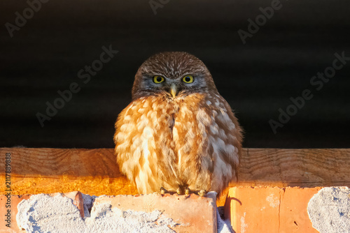 Close-up of an adult little owl (Athene noctua) perched on a brick wall under the roof and looking directly toward the camera lens on a sunny summer evening. Wildlife photography with copy space.