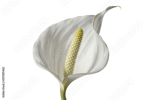 Beautiful peace lily flower with a white spathe and a textured spadix isolated on transparent background