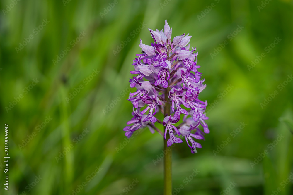 Obraz premium Botanical close-up of the military orchid. Orchis militaris L. (military orchid) flowering spike growing in a natural grassland habitat. 