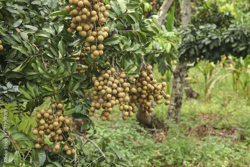 Fresh Longan Fruit Clusters Growing on Tree in Tropical Orchard - Asian Exotic Fruit Harvest