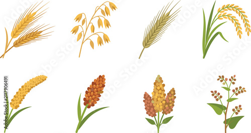 Collection of cereal grains and crops including wheat, oats, and rice vector illustration isolated on white background