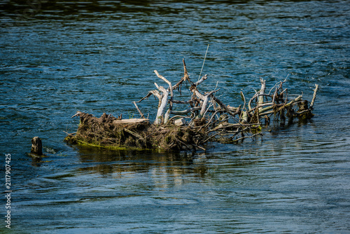 Schwimmendes Holz am Fluss beim Sonnenlicht