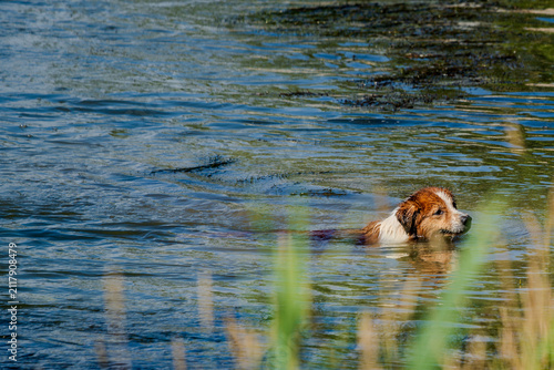 Hund schwimmt im Wasser bei sonnigem Wetter im Sommer
