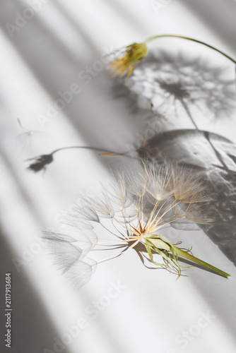 Foto Vertical composition with a detached dandelion seed head, delicate shadows and a