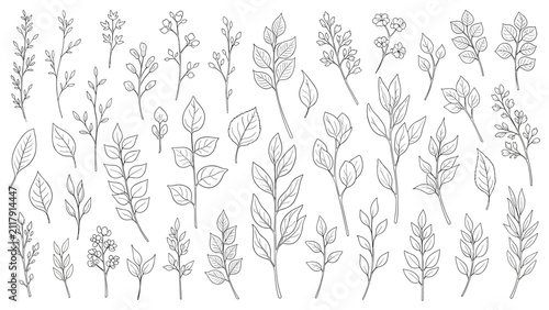 Extensive collection of detailed black and white line art illustrations showcasing a diverse array of branches and individual leaves, featuring intricate vein patterns and natural forms.