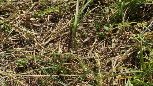 Many small insects move among the grass in a sunny area. There are green and dry plants. Sunlight makes the scene bright and clear. It shows nature's details.