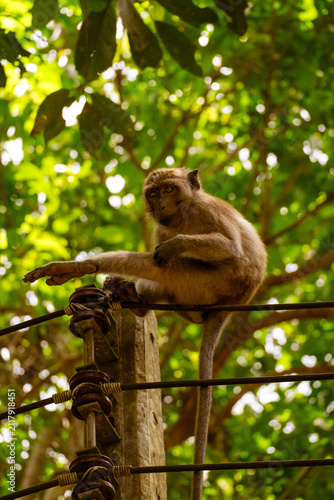 Photography Monkey scratching